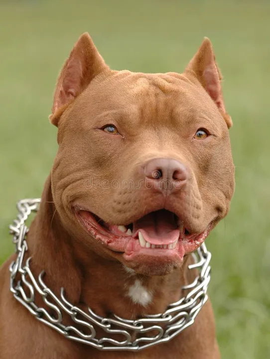 SAVE THE PITBULLS