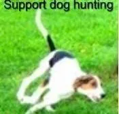 Save dog hunting 