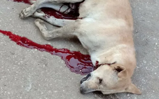 STOP STRAYS' MASSACRES IN EGYPT
