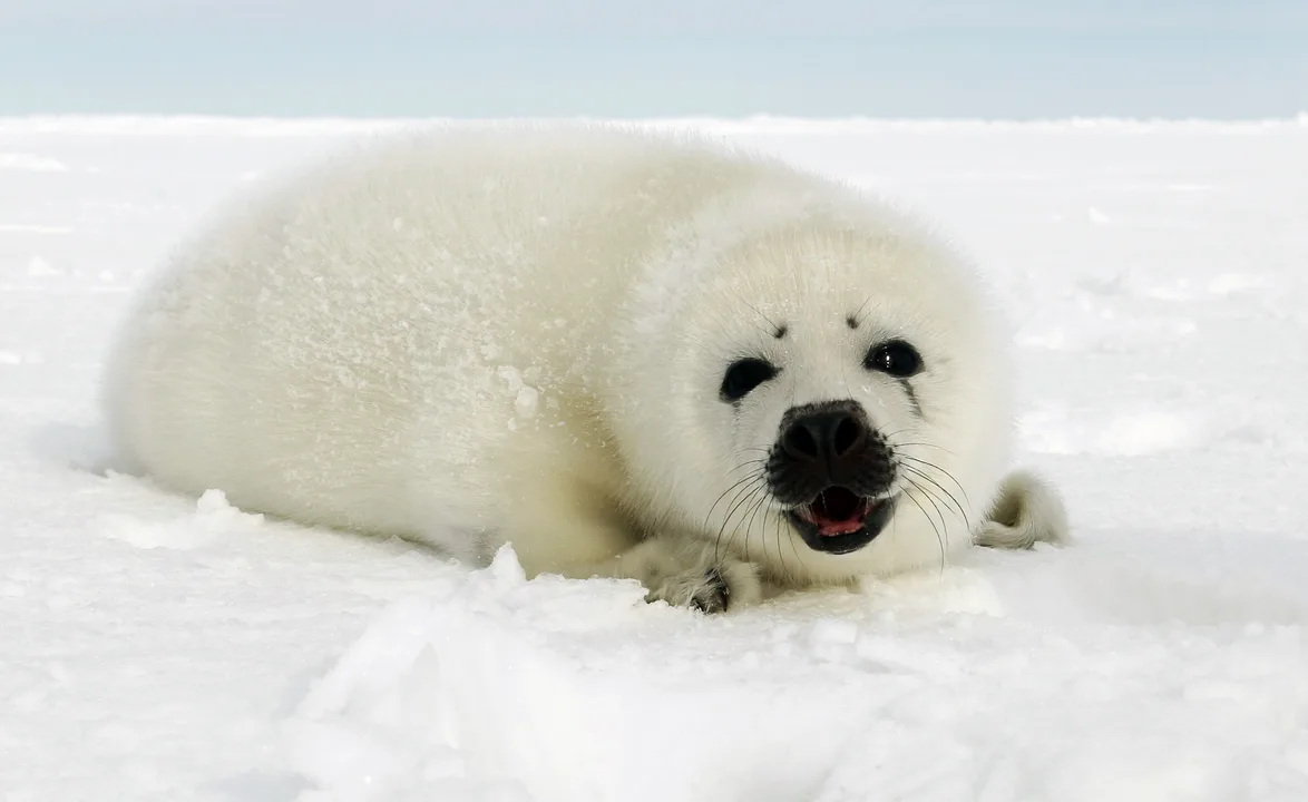 CANADIAN MADNESS - STOP THE SEAL SLAUGHTER