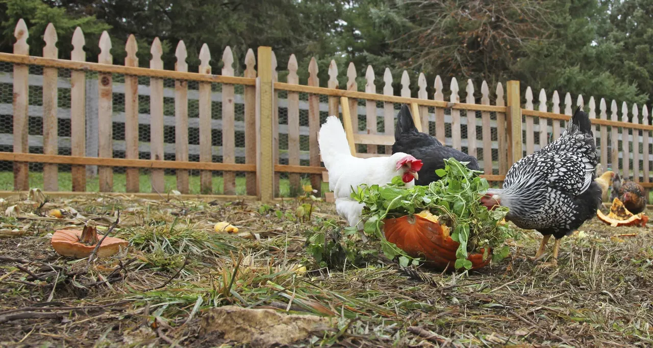 Legalize Chickens in the City