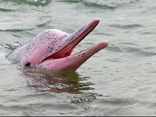 Answer Hong Kong pink dolphin’s cry for help, stop water pollution!