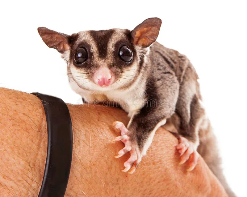 making sugar gliders legal in massachussetts