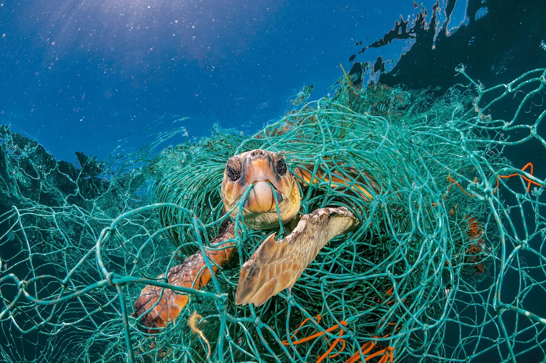 Keep the planet alive