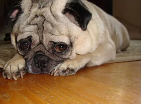 Free Doug the Pug!