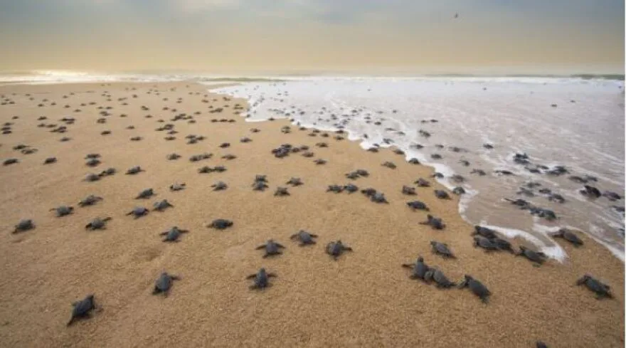 Say "NO" To Turtle Eggs!