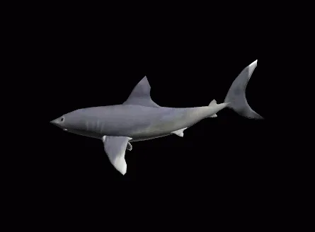 Stop Hilton Hotel Selling Shark Fin Soup