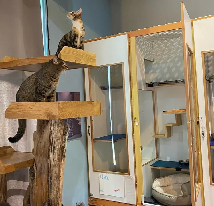 Thaidi's Place Cat Sitting - your right to choose 