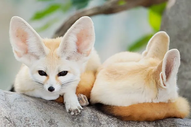 fennec foxes in Ottawa
