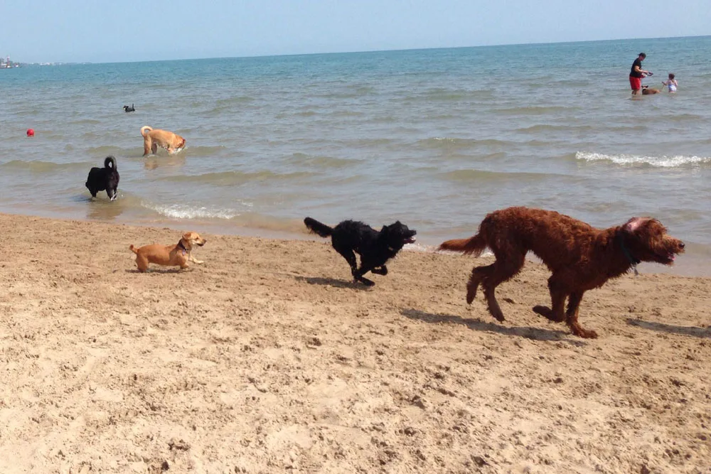Montrose Dog Beach Expansion