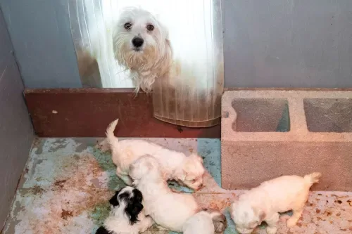 Stop Puppy Farms Now