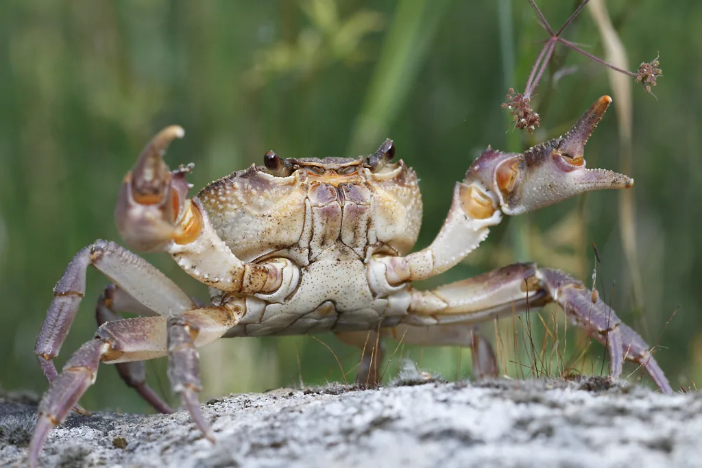 Save Potamon!