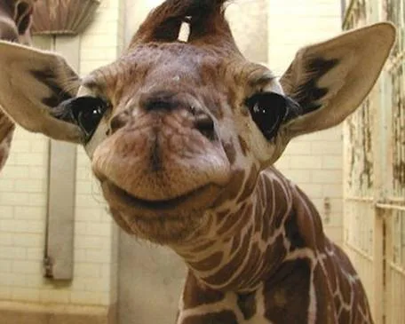 GIVE US OUR GIRAFFE EMOJI!