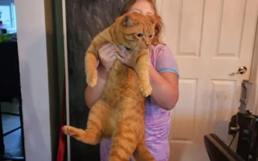 BRING LILY'S CAT HOME