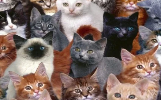 CATS! CATS!!!!!