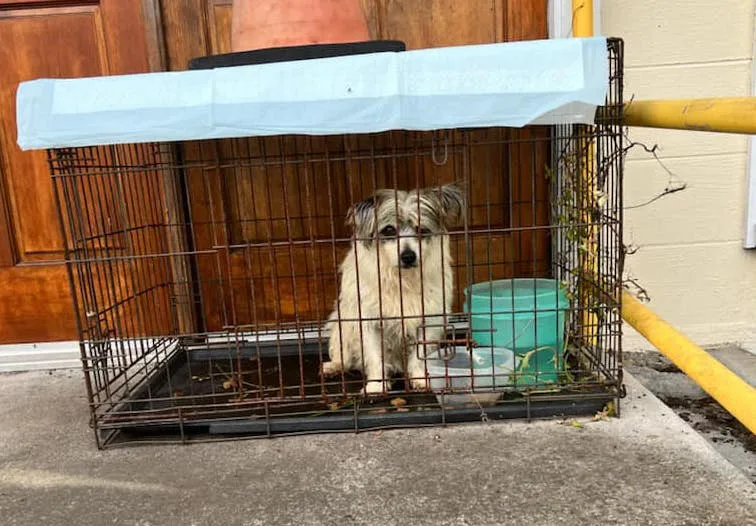 HOWARD! HELP OUR ANIMALS!