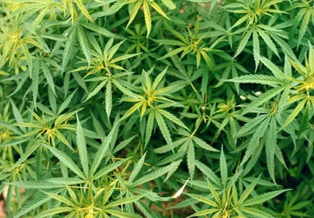 Legalize Marijuana in North Carolina