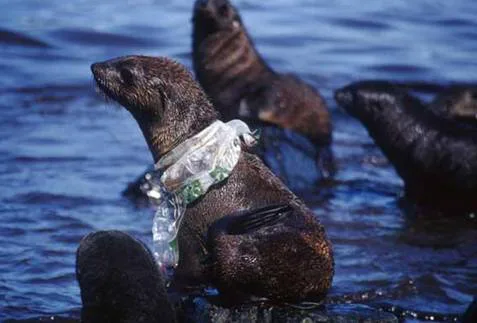 End Plastic Bags in Corner Brook Stores