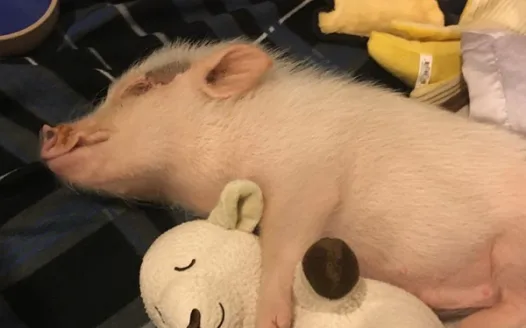 Help Me Meet My Best Friend Hank