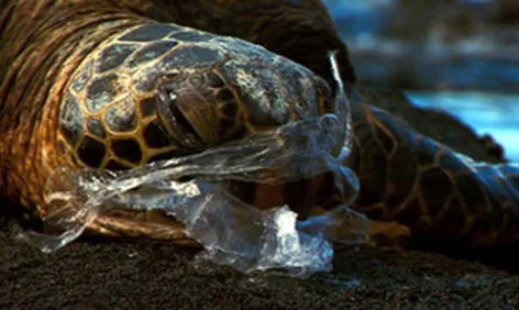 Ban plastic bags and save the environment