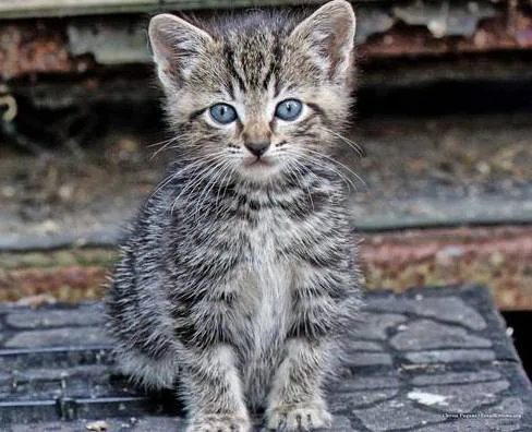 Hon Greg Hunt MP: Don't kill Australia's feral cats.