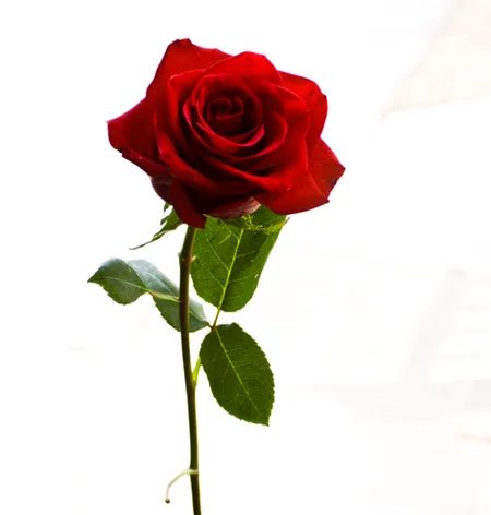 Lovely singing voice of Rose~