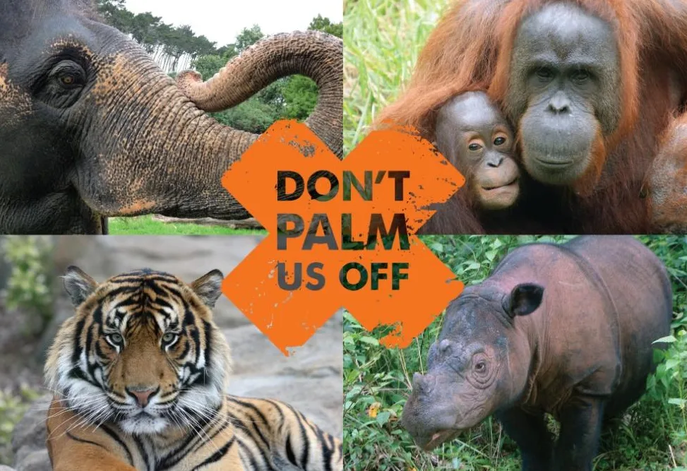 Palm Oil, Killing Our World