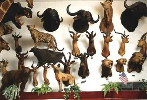 Ban "TROPHY HUNTING"