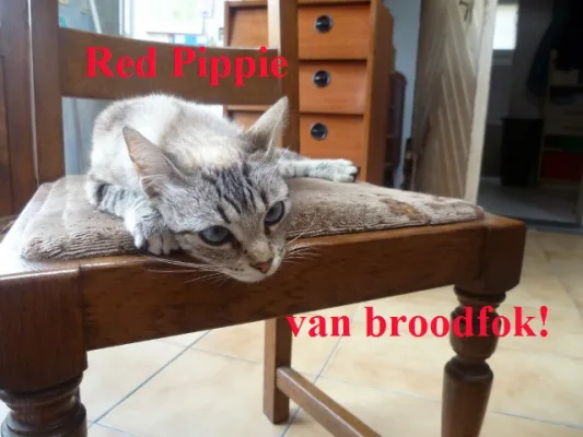 Red Pippie van broodfok!