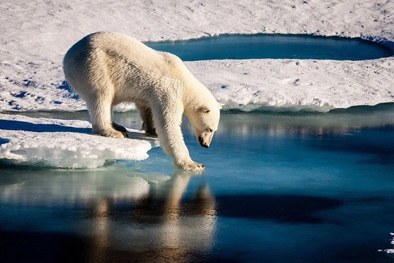 Save the Polar Bears