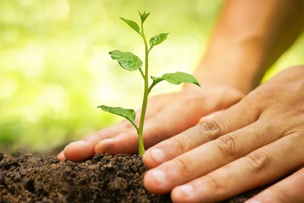 Syosset Residents For Reinstating "Planting Trees Program"