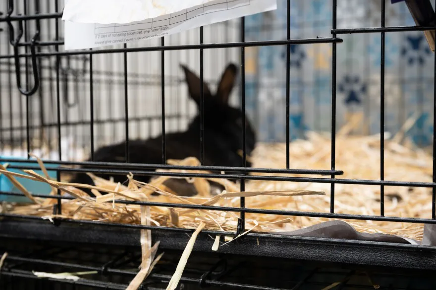Another Animal Rights Bill
