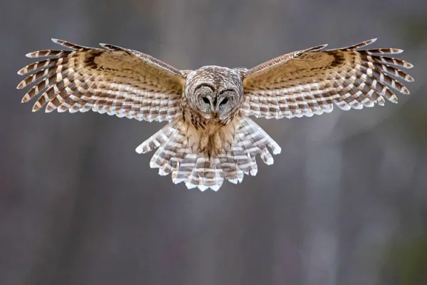 Stop the Mass Slaughter of Owls!