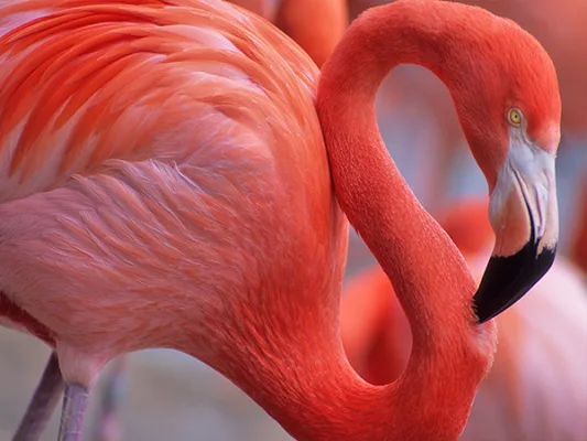 Free the Flamingo!