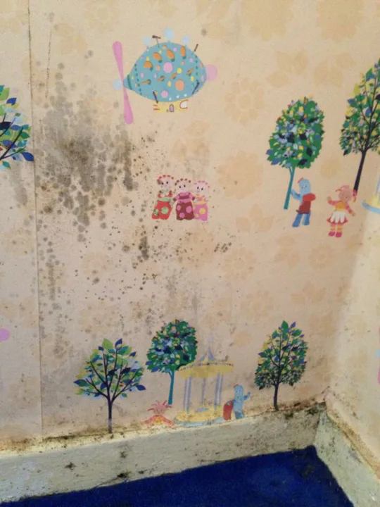 Petition to Fife Council to get rid of mould problems once and for all
