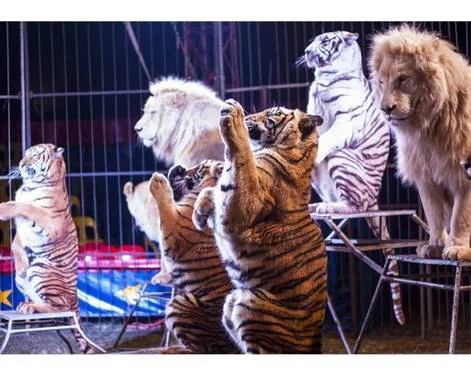NO to animals in Mclaren Circus