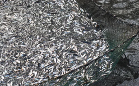 No fishing nets one mile enforcement
