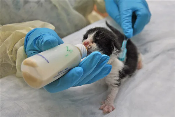 ENFORCE PUNISHMENT FOR DINOS KOUKOS FOR PREPARING TO BURN A POOR KITTEN'S EYES