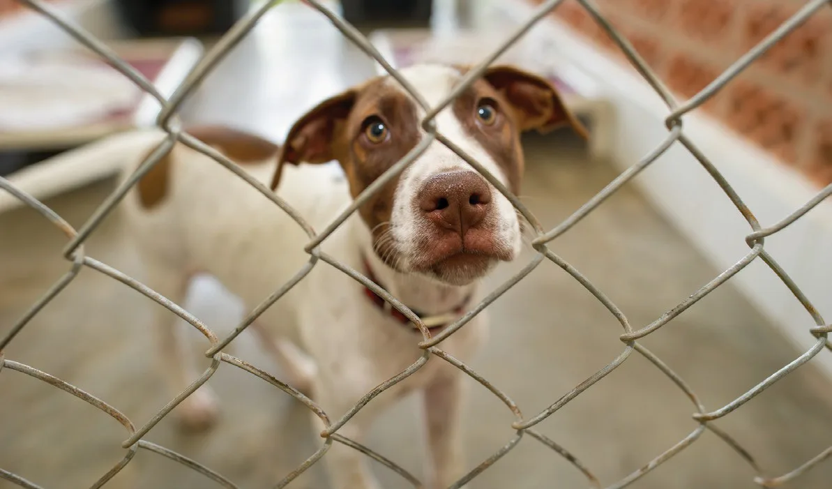 Save the dogs' lives!