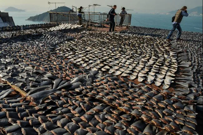 Stop Poaching and Animal Trafficking