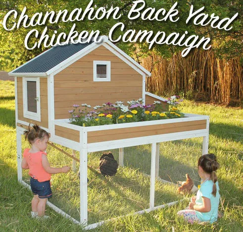 Channahon Backyard Chicken Campaign