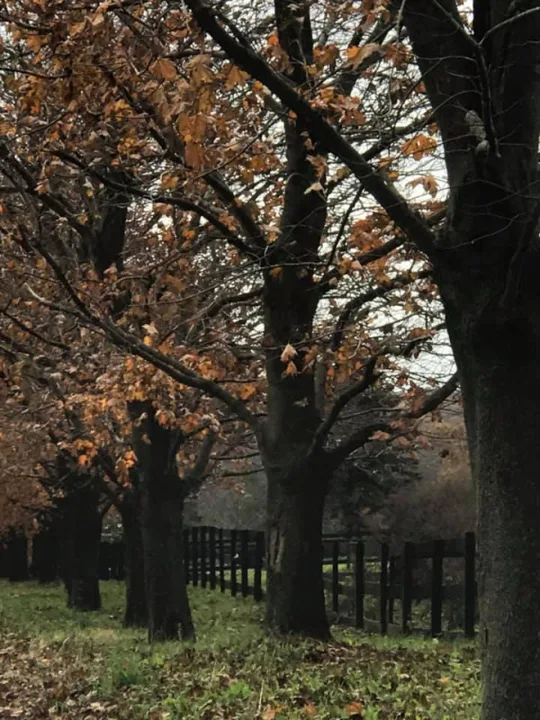 Vanorden Maples