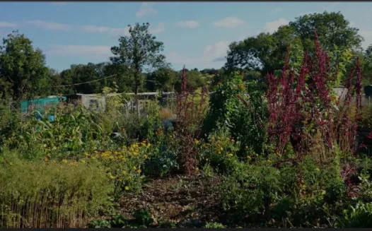 Reading Borough Council to allow woodchip deliveries to Allotments