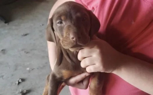 Petition for me to get this red doberman puppy