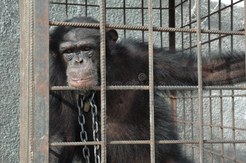 End the cruelty to wild animals  in Chinese Zoos