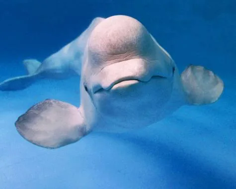 Save the Whales Petition