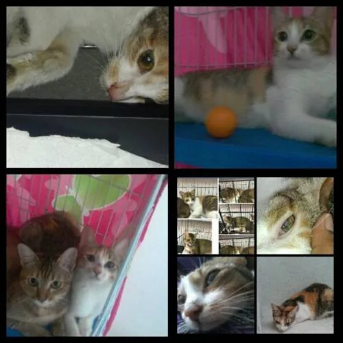 "JUSTIFICATION FOR "BABY" 10 MTH OLD KITTEN REMOVED OFF FROM OXYGEN MASK & IV DRIP BY "STARS VET@KOVAN" HEARTLESSLY IN CRITICAL CONDITION COZ OF $$$