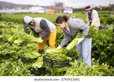 Protect Female Farmworkers from Sexual Harassment and Assault: Ni Una Mas Victima En Los Campos