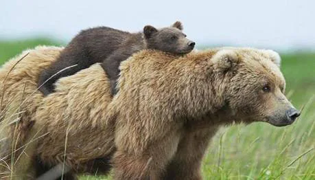 Mama Bear Spirithood
