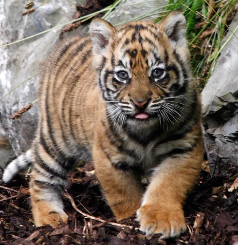 Help Stop Companies From Using Non- Sustainable Palm Oil